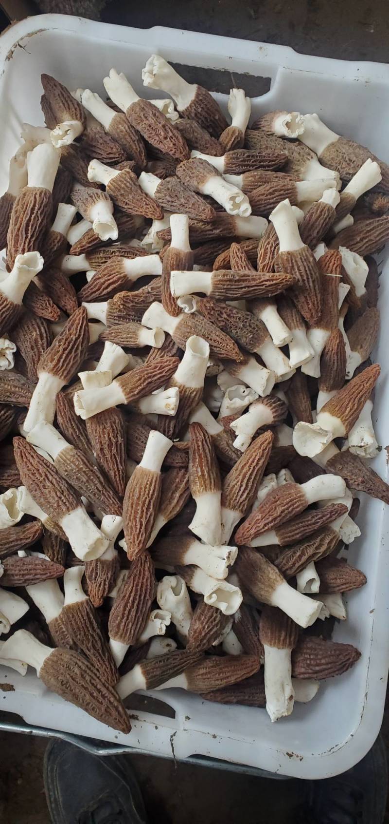 羊肚菌干品鲜货头茬电商平台货源菌煲汤质量保障