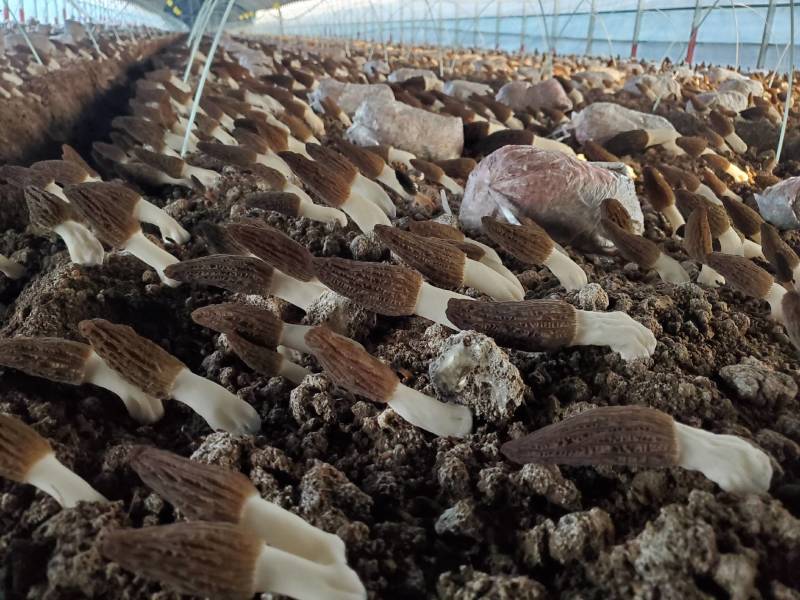 羊肚菌干品鲜货头茬电商平台货源菌煲汤质量保障