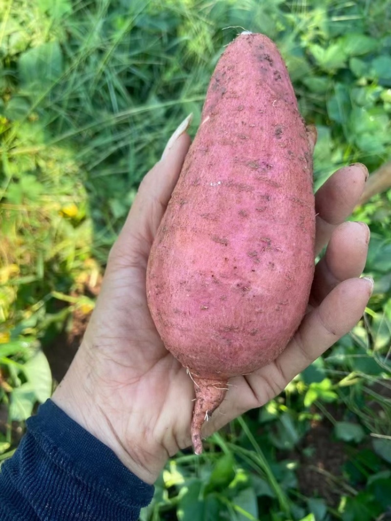 重庆潼南出货的西瓜红蜜薯，黄心