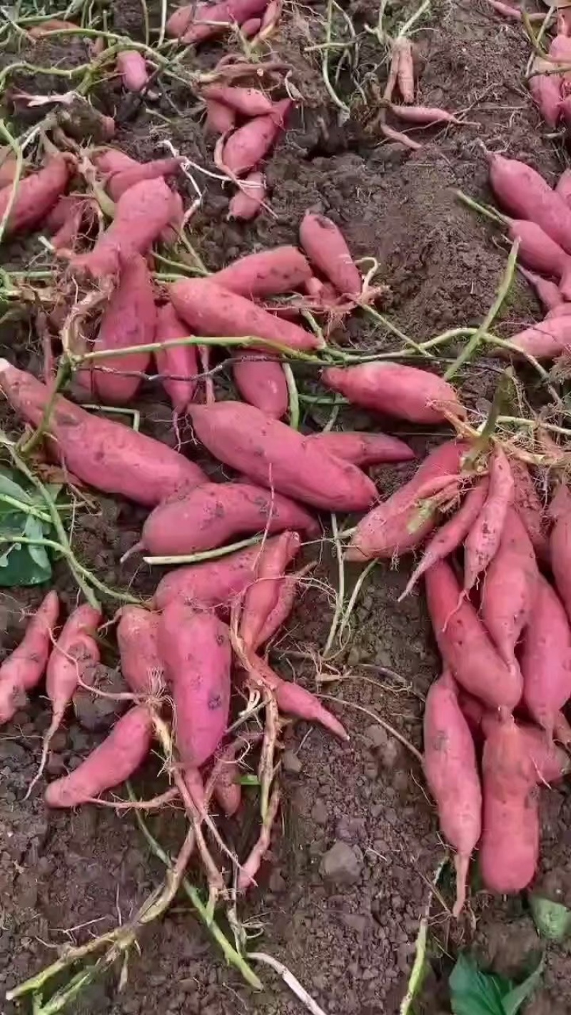 重庆潼南出货的西瓜红蜜薯，黄心