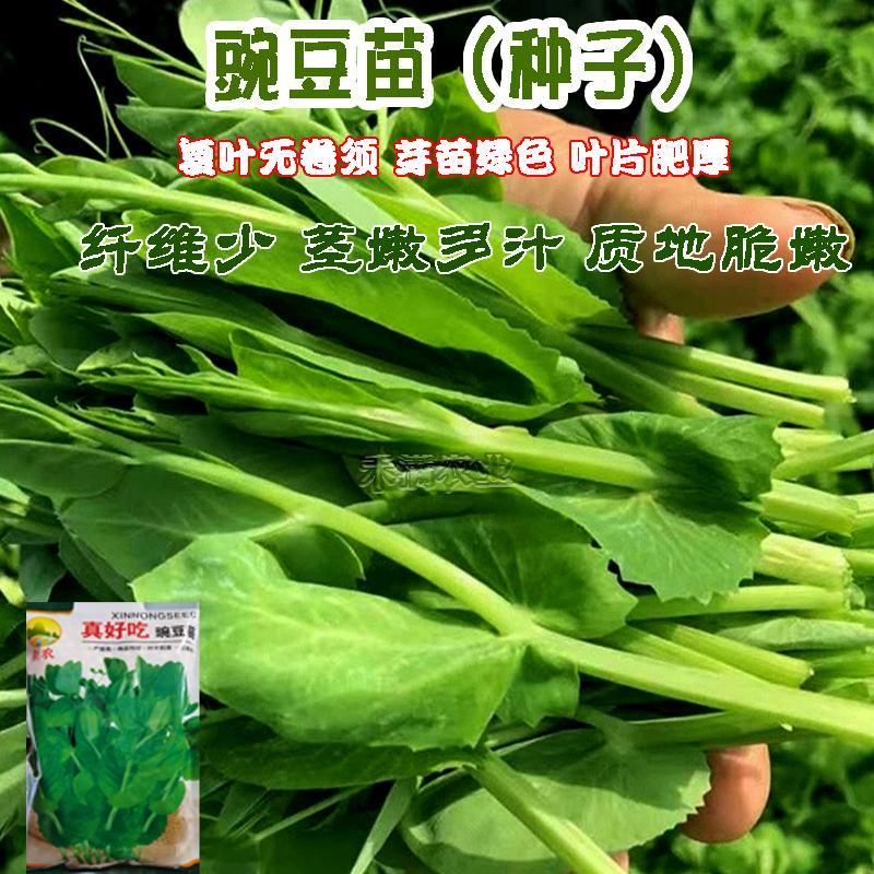 胖豆尖豌豆苗种子秋冬种豌豆尖种子大包装超好吃豌豆种子