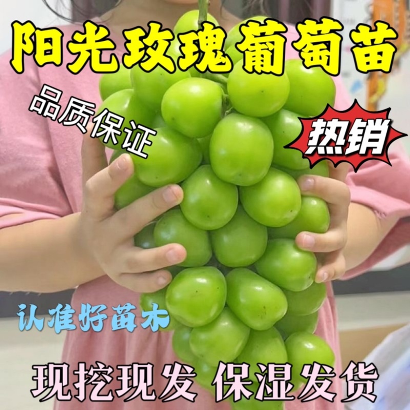阳光玫瑰葡萄苗品质保证基地直发【可签订合同】