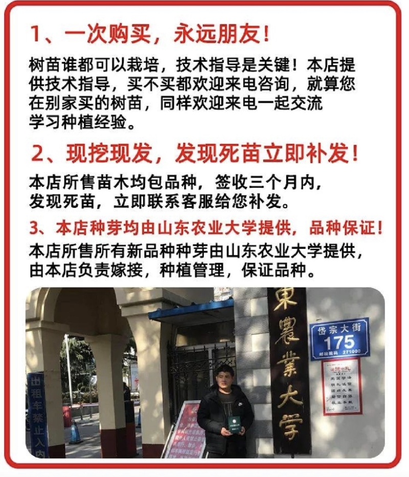 阳光玫瑰葡萄苗品质保证基地直发【可签订合同】