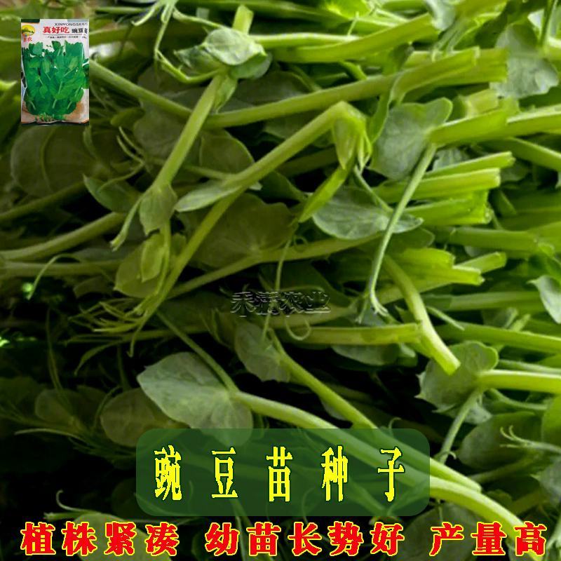 胖豆尖豌豆苗种子秋冬种豌豆尖种子1斤装超好吃豌豆种子
