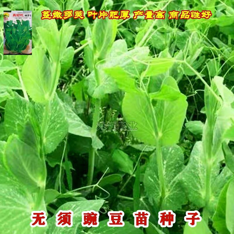 胖豆尖豌豆苗种子秋冬种豌豆尖种子1斤装超好吃豌豆种子