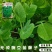 胖豆尖豌豆苗种子秋冬种豌豆尖种子1斤装超好吃豌豆种子