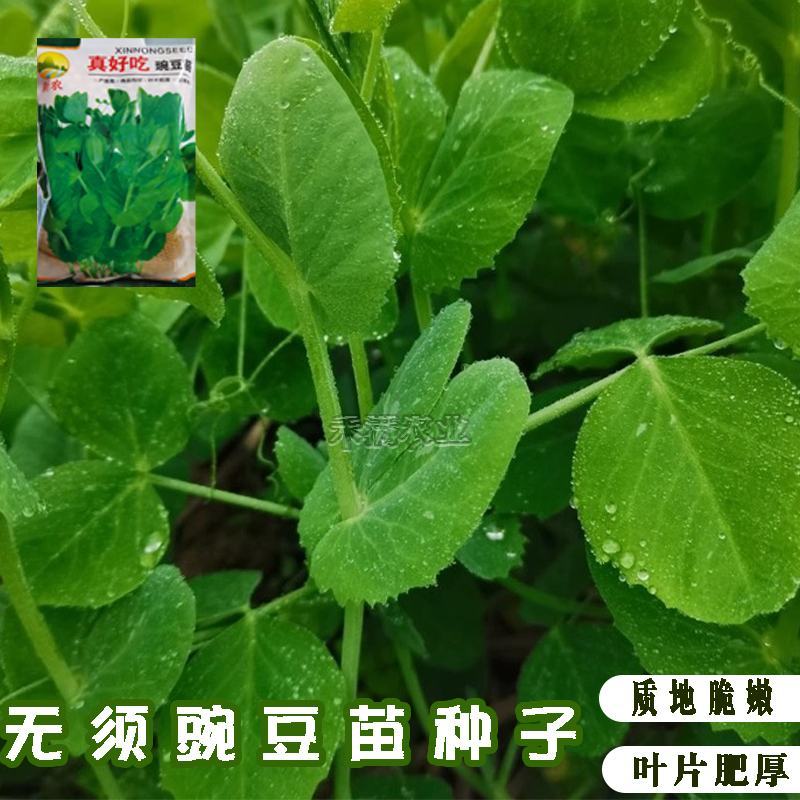 胖豆尖豌豆苗种子秋冬种豌豆尖种子1斤装超好吃豌豆种子