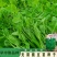 胖豆尖豌豆苗种子秋冬种豌豆尖种子1斤装超好吃豌豆种子