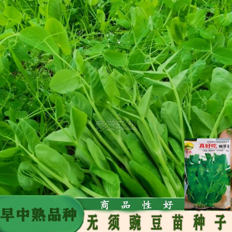 胖豆尖豌豆苗种子秋冬种豌豆尖种子1斤装超好吃豌豆种子