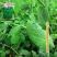 胖豆尖豌豆苗种子秋冬种豌豆尖种子1斤装超好吃豌豆种子