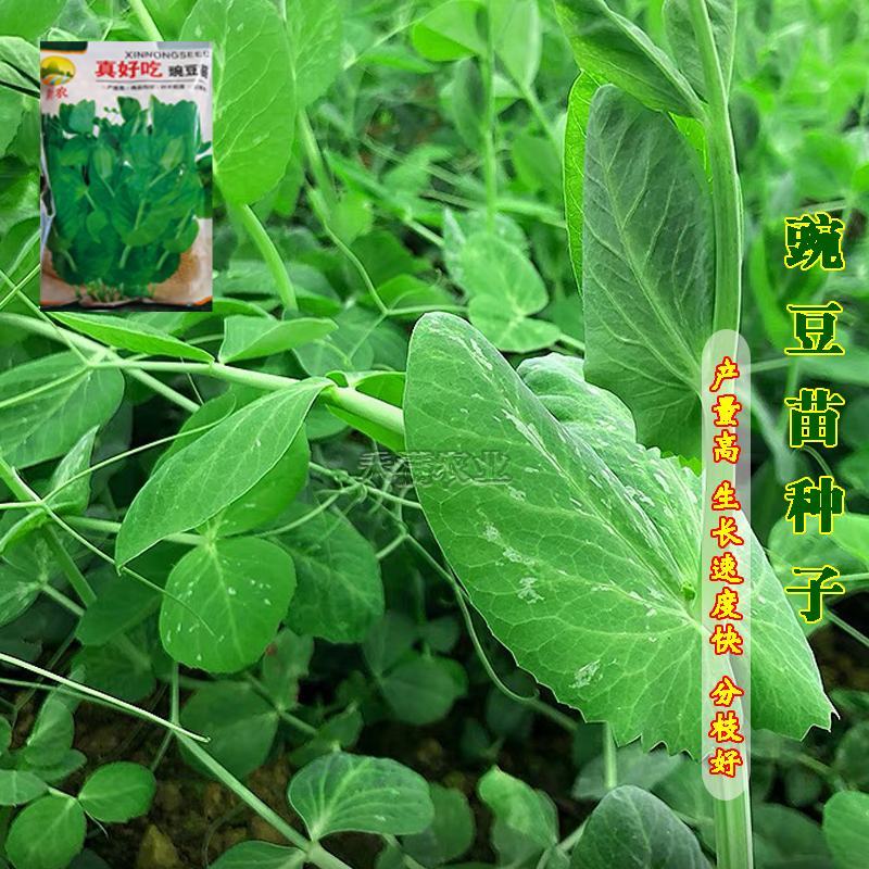 胖豆尖豌豆苗种子秋冬种豌豆尖种子1斤装超好吃豌豆种子