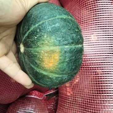 贝贝南瓜