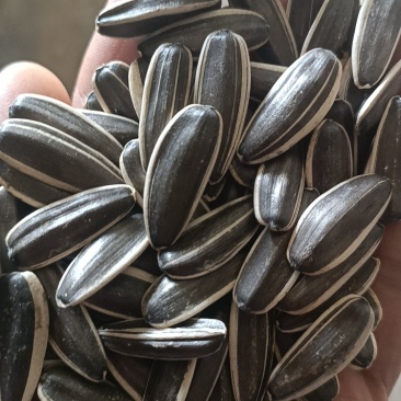 瓜子363葵花籽颗颗饱满