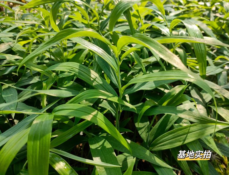 黄精种苗高杆川黄精，两年苗，多花黄精种苗