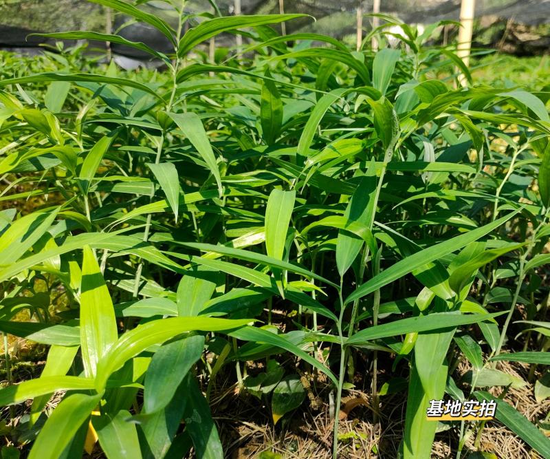 黄精种苗高杆川黄精，两年苗，多花黄精种苗