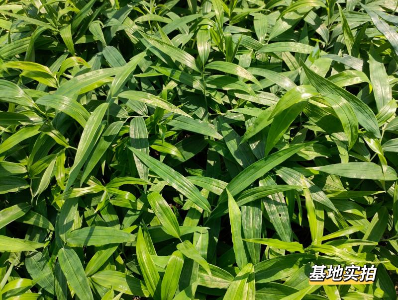 黄精种苗高杆川黄精，两年苗，多花黄精种苗
