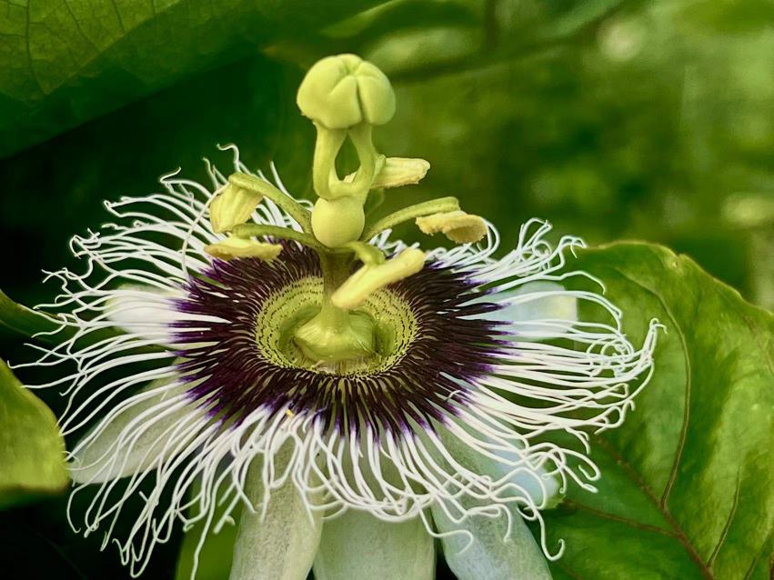 百香果开花期特写