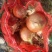 景泰精品黄葱！万亩基地！货源充足