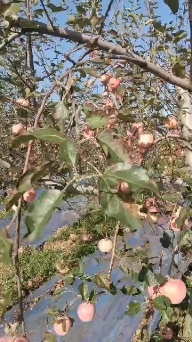 白水红富士苹果