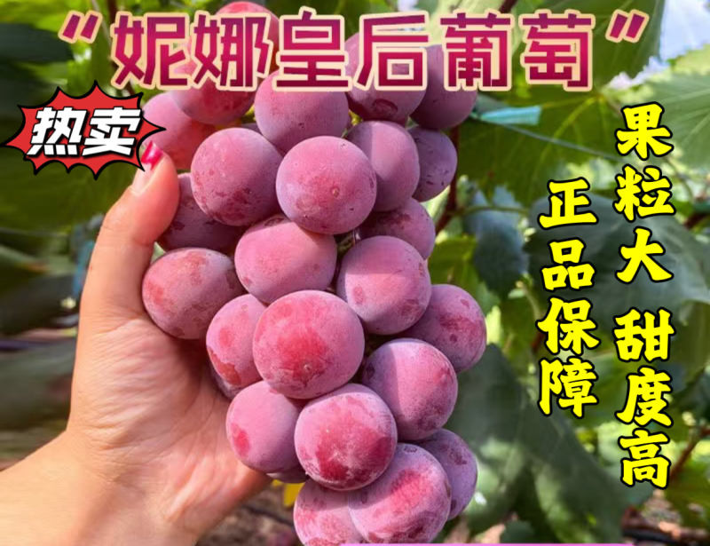 妮娜皇后葡萄苗果粒大甜度高基地直发保湿发货