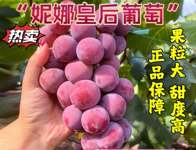 妮娜皇后葡萄苗果粒大甜度高基地直发保湿发货