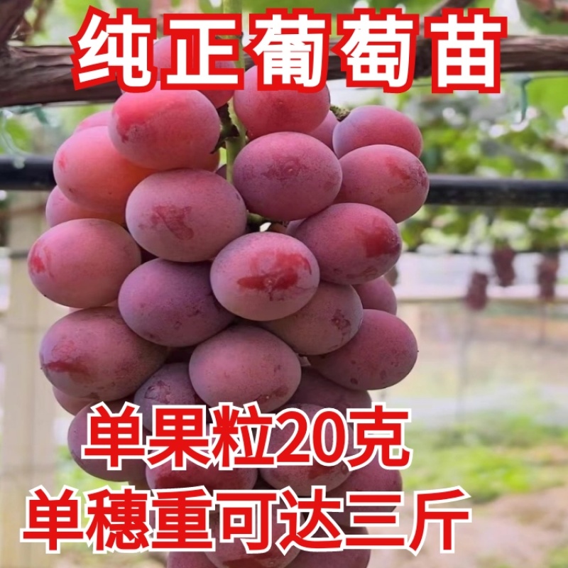 妮娜皇后葡萄苗果粒大甜度高基地直发保湿发货