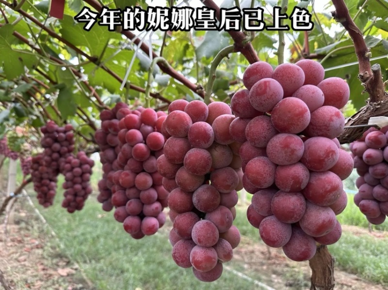妮娜皇后葡萄苗果粒大甜度高基地直发保湿发货