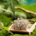 永顺莓茶土司莓茶