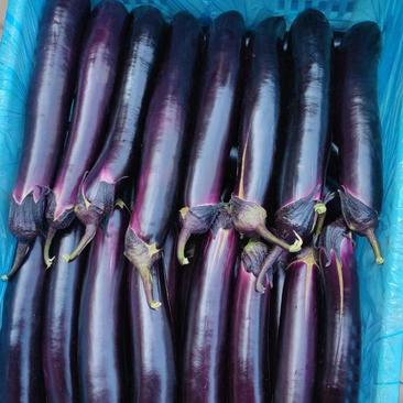紫把大龙长茄大量上市