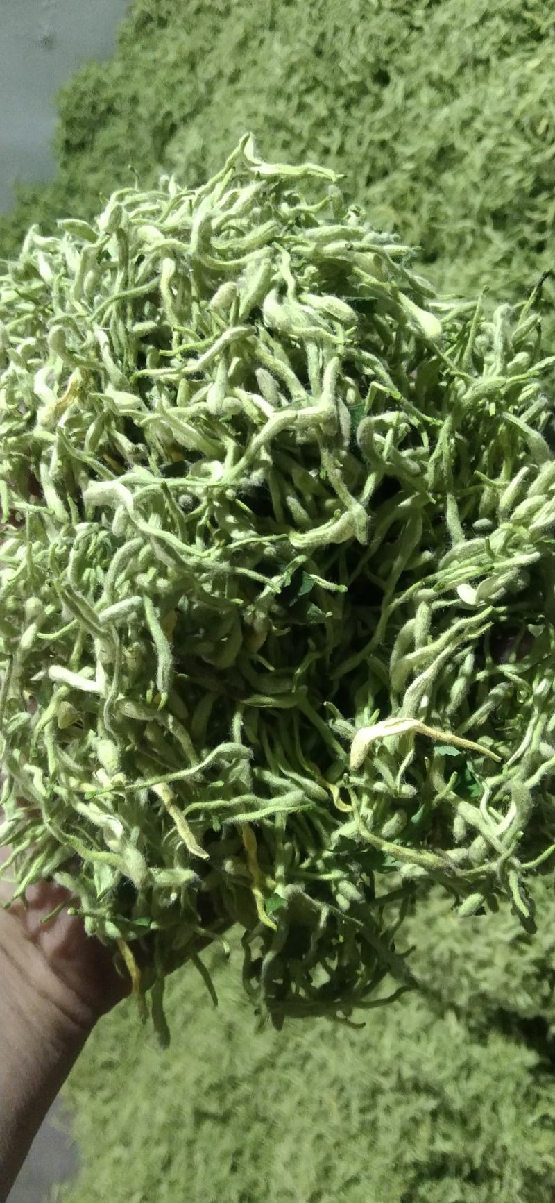 [热卖]河北邢台金银花原产地金银花产地直发