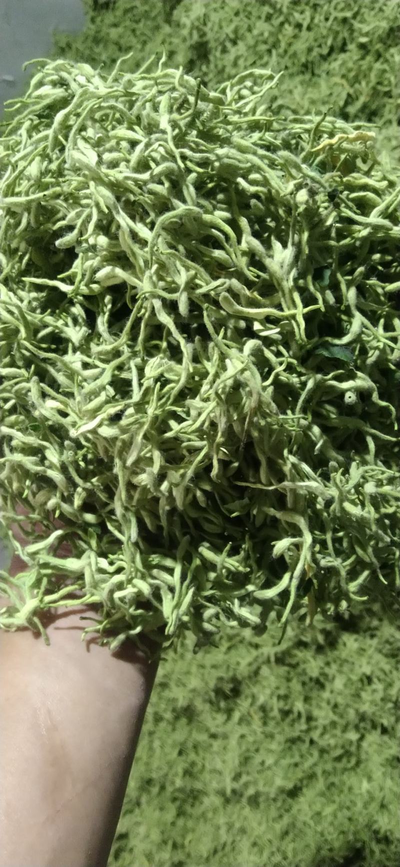 [热卖]河北邢台金银花原产地金银花产地直发