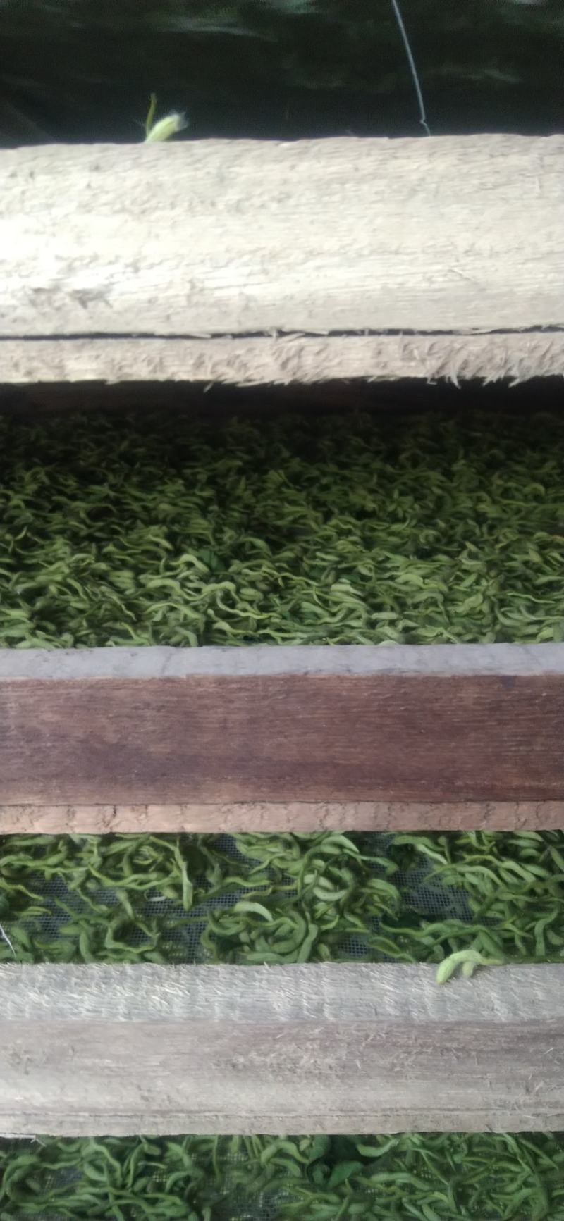 [热卖]河北邢台金银花原产地金银花产地直发