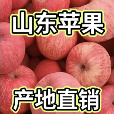 山东苹果纸袋红星红星苹果全红80起步山东红星产地货