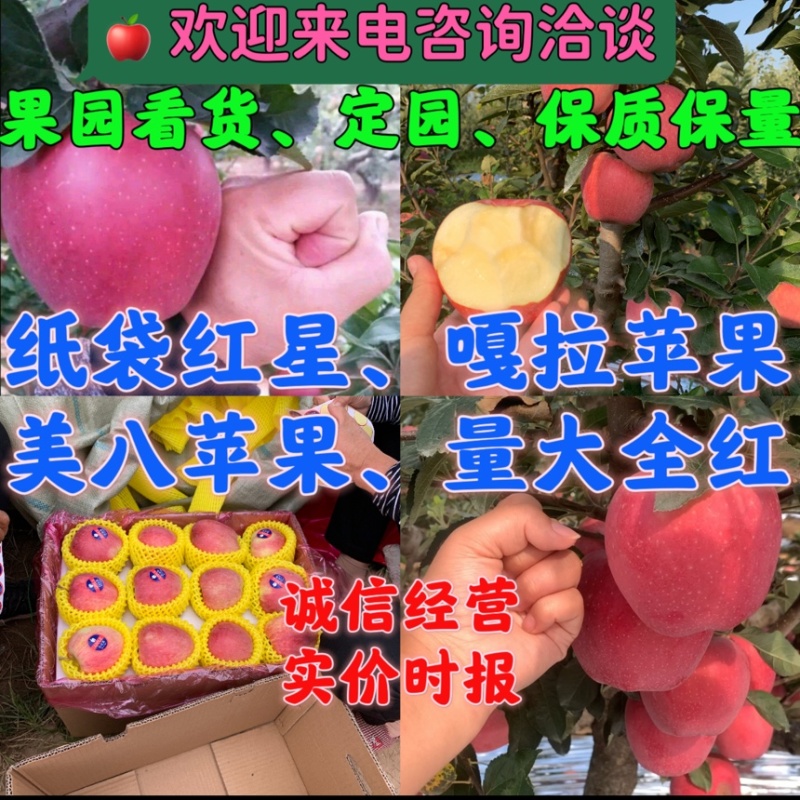 山东苹果纸袋红星红星苹果全红80起步山东红星产地货