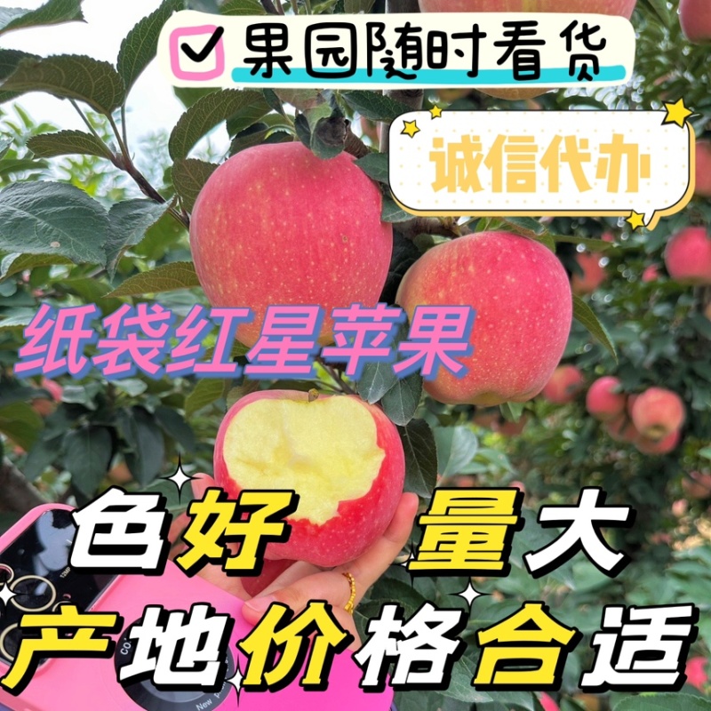 山东苹果纸袋红星红星苹果全红80起步山东红星产地货