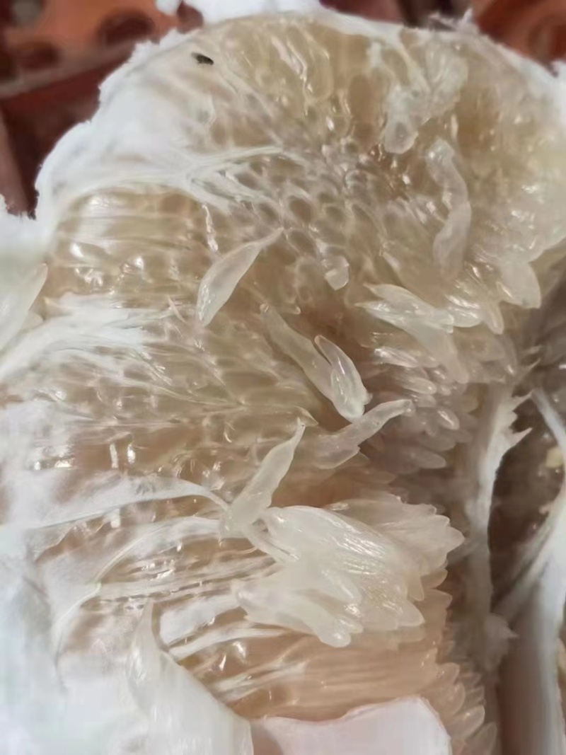 【推荐】湖北柚子白心柚子现摘现发可视频看货选货