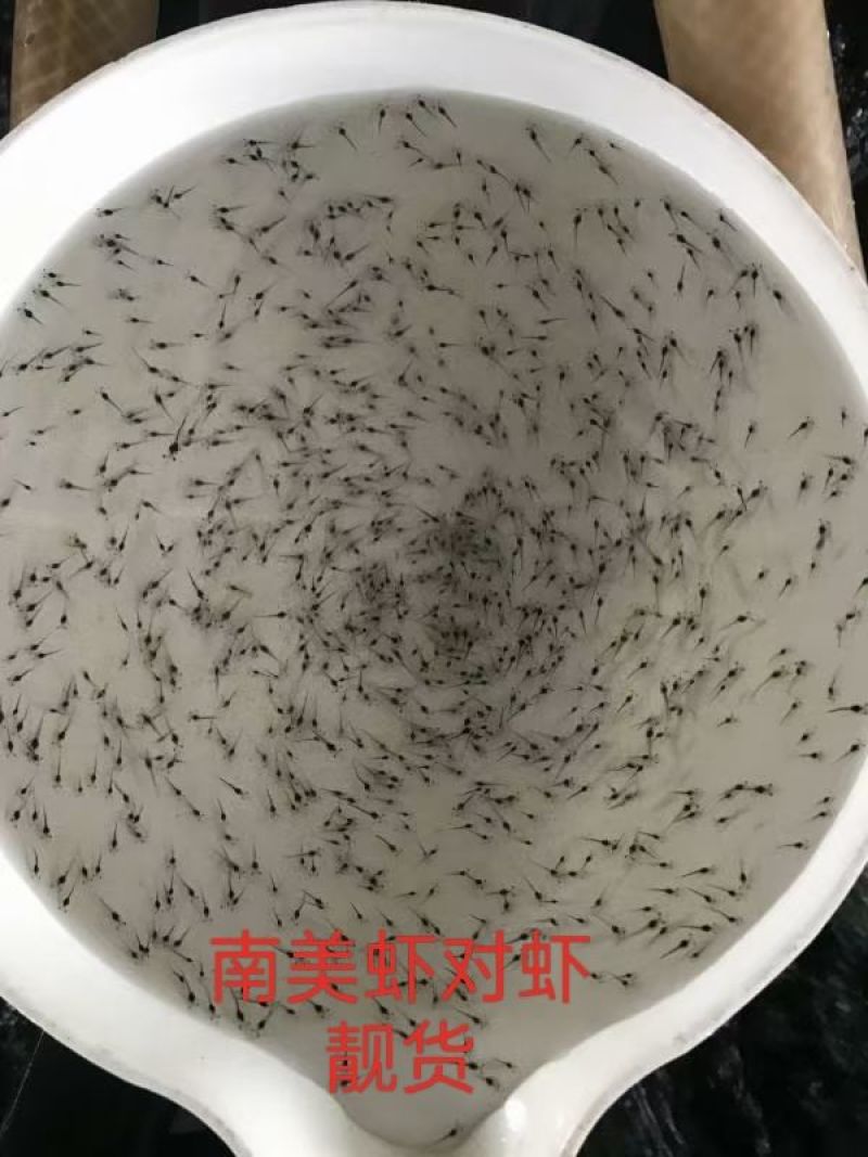 鱼场直销活体一代南美白对虾苗包邮高抗淡化白对虾淡水虾苗包