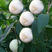 白如玉二代桃树苗果个大口感甜的离核南北方均可种植