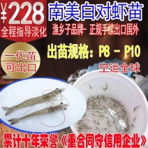 南美白对虾虾苗基围虾一代淡化苗高抗苗优质虾淡