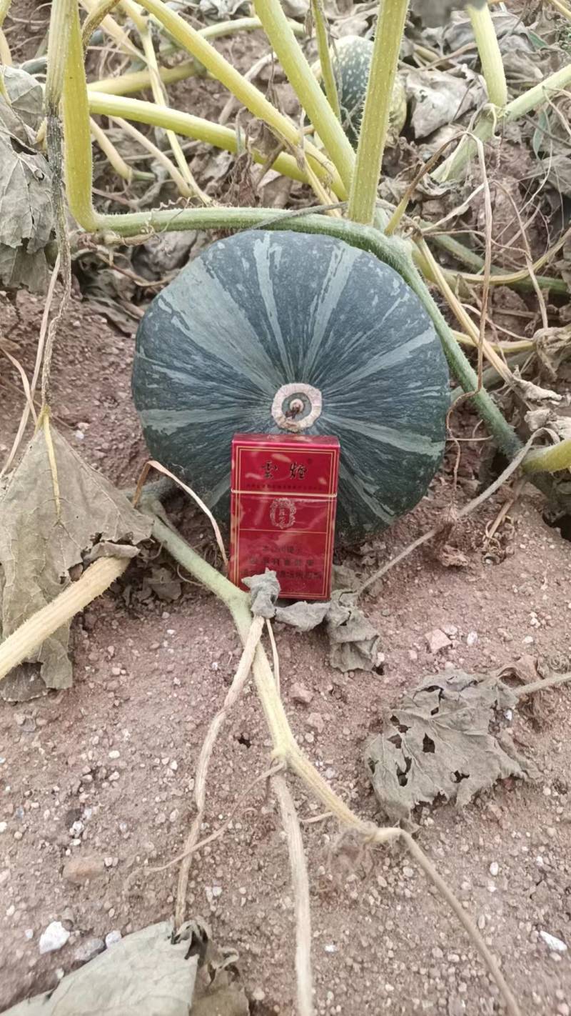 南瓜tel要唔吧思吧玲三器要器要