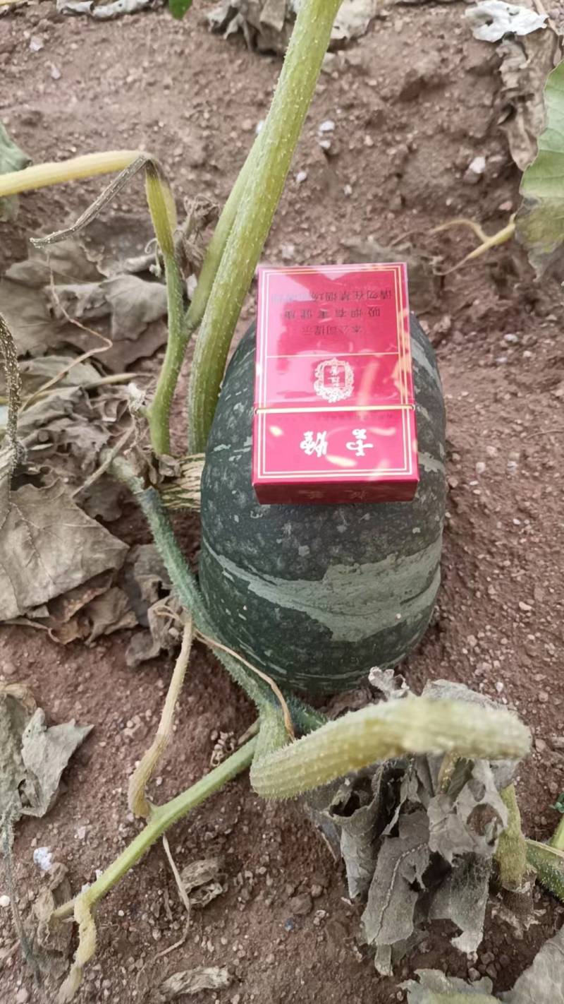南瓜tel要唔吧思吧玲三器要器要