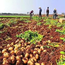 陕西榆林226土豆产地一手货源现挖现发欢迎来电