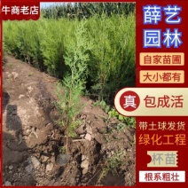 十×十营养体小侧柏，荒山造林放便上山，成活率高，耐寒耐冻