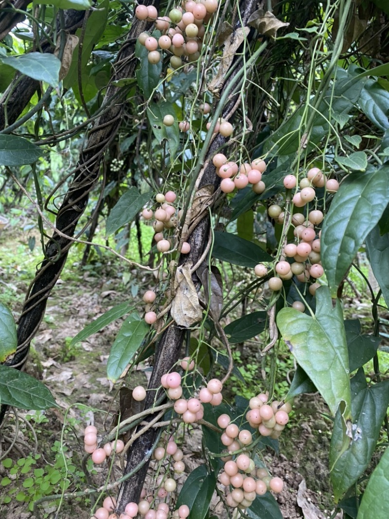 金果榄（地苦胆）优质种子可基地直采可快递发货