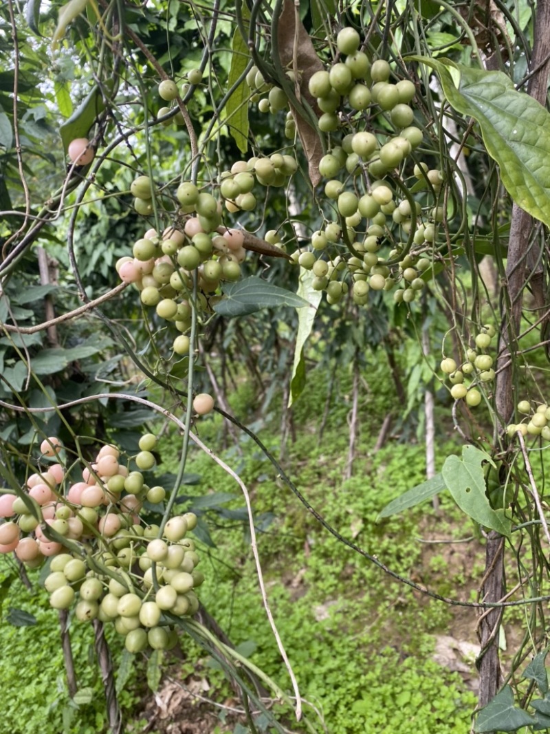 金果榄（地苦胆）优质种子可基地直采可快递发货