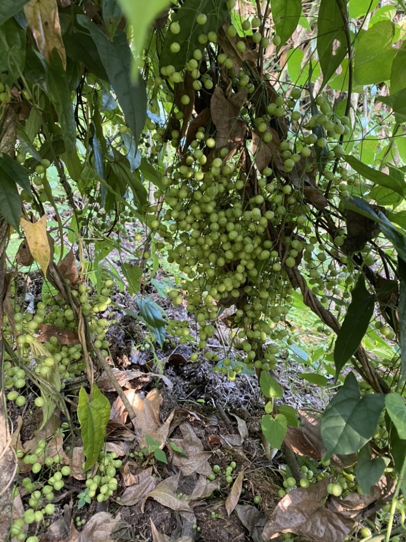 金果榄（地苦胆）优质种子可基地直采可快递发货