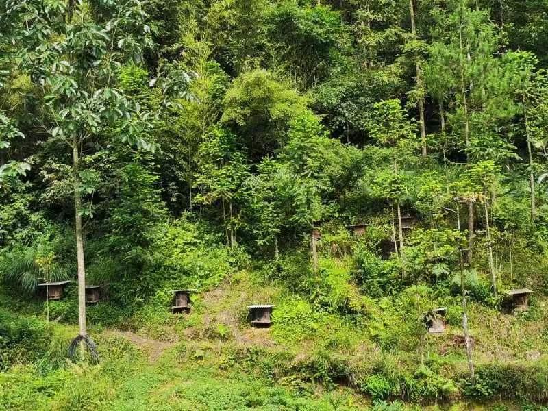 椴树林与蜂箱实景图