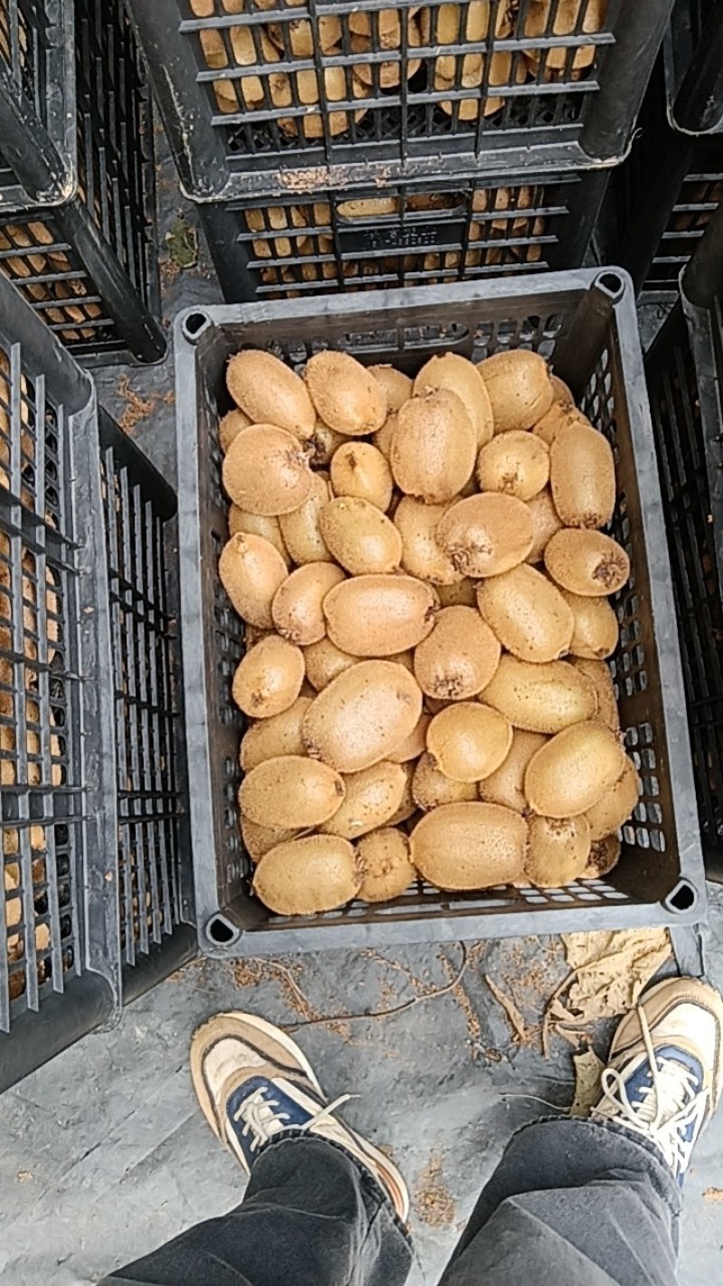 米粮一号绿心猕猴桃