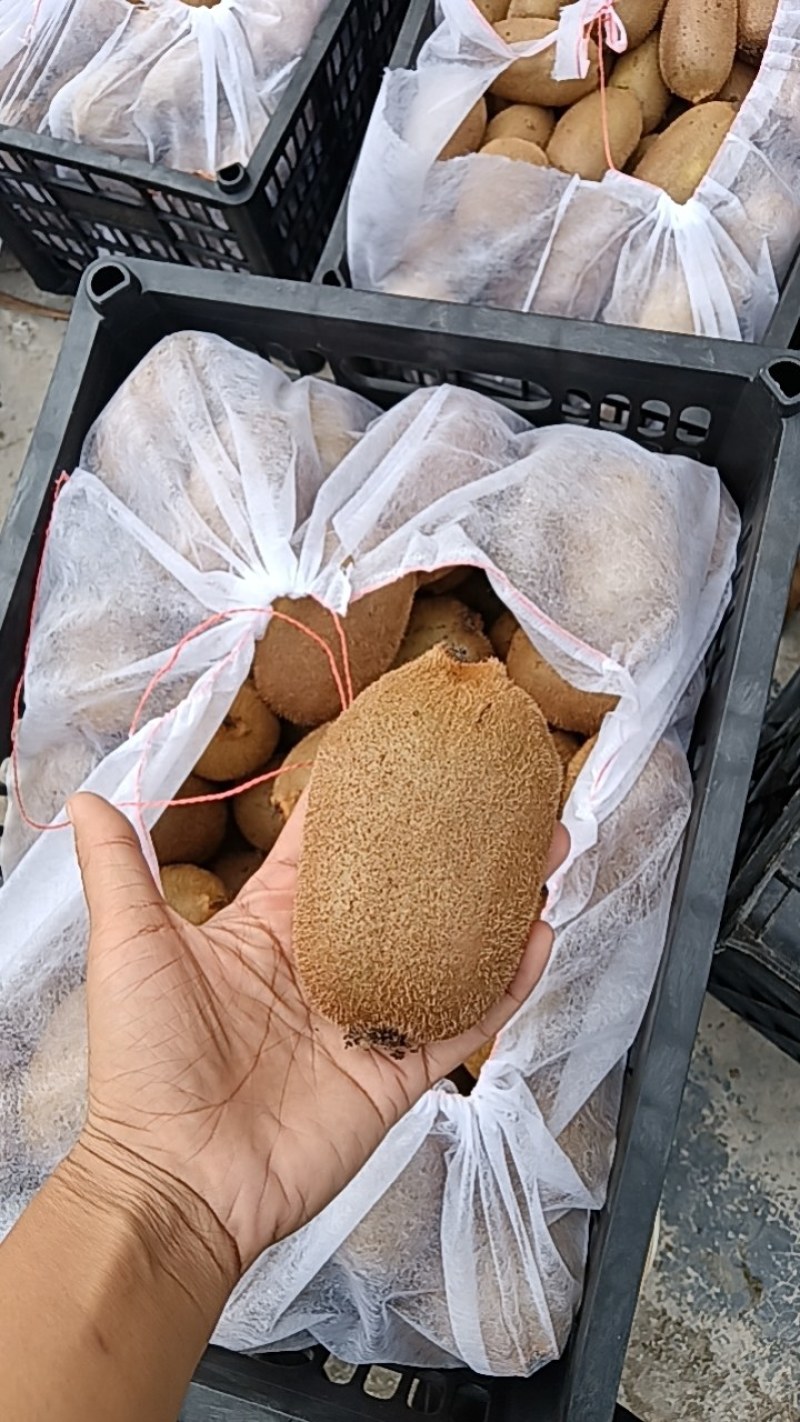 米粮一号绿心猕猴桃