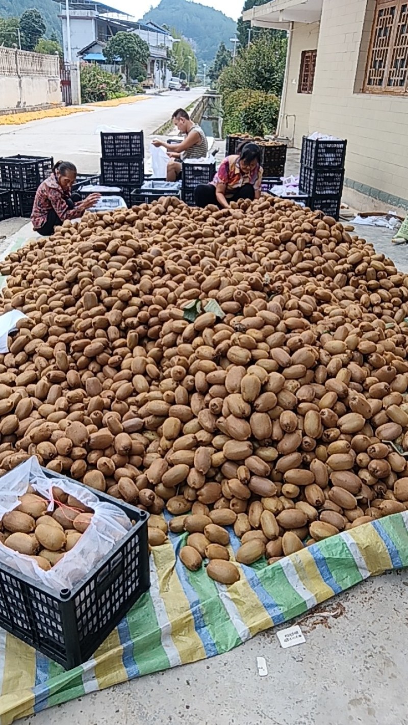 米粮一号绿心猕猴桃